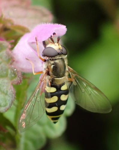 Réf. 229 845 : Eupeodes corollae
